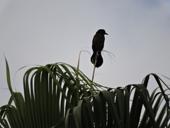 Quiscalus mexicanus