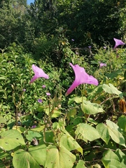 Ipomoea splendor-sylvae