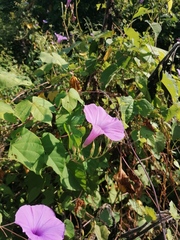 Ipomoea splendor-sylvae