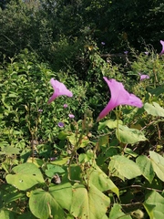 Ipomoea splendor-sylvae