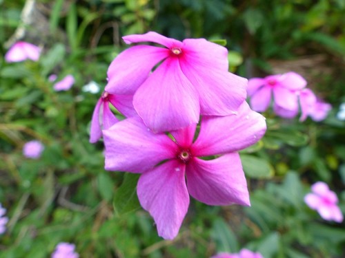 Catharanthus image