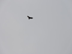 Cathartes aura