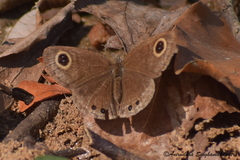 Ypthima huebneri