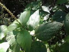 Acalypha schiedeana