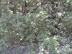 Acalypha schiedeana