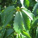 Chestnut Oak - Photo (c) dogtooth77, some rights reserved (CC BY-NC-SA)
