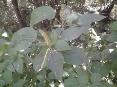 Acalypha schiedeana