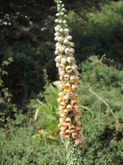 Digitalis ferruginea