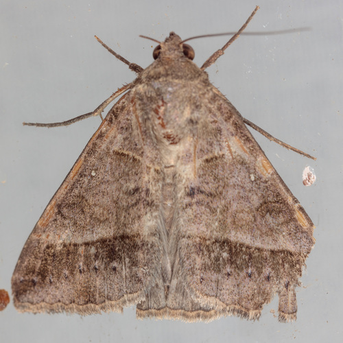 Yellow Mocis Moth photo 5