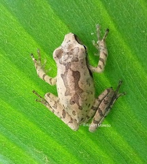 Polypedates iskandari