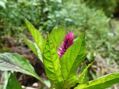 Celosia spicata