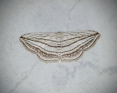 Scopula opicata
