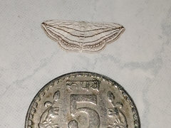 Scopula opicata