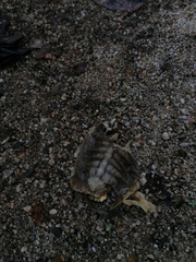 Rhinoclemmys rubida rubida