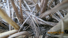 Euacanthella palustris