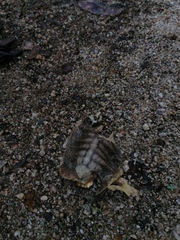 Rhinoclemmys rubida rubida