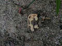 Rhinoclemmys rubida rubida