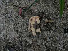 Rhinoclemmys rubida rubida