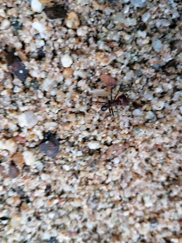 Chicatana Leafcutter Ant