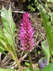 Celosia spicata