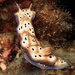 Tryon's Hypselodoris - Photo (c) tamsynmann, some rights reserved (CC BY-NC), uploaded by tamsynmann