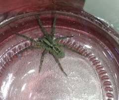 Lycosa erythrognatha