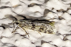 Scoparia palloralis