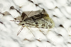 Scoparia palloralis