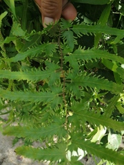 Lygodium venustum image