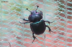 Phelotrupes auratus