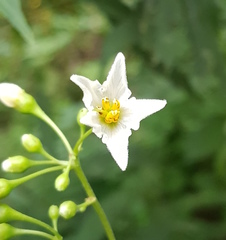 Solanum aligerum
