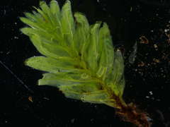 Fissidens serrulatus