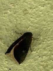 Galgula