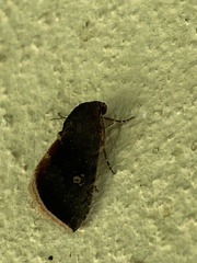 Galgula
