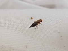 Opomyza petrei