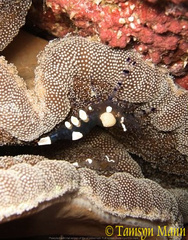 Ancylocaris brevicarpalis