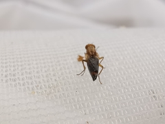 Opomyza petrei