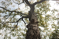 Lannea coromandelica