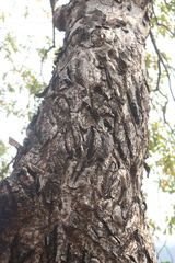 Lannea coromandelica