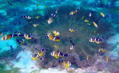 Amphiprion tricinctus