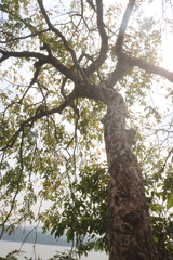 Lannea coromandelica