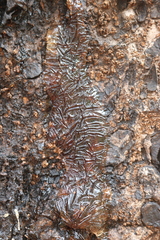 Lannea coromandelica