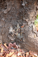 Lannea coromandelica