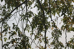 Lannea coromandelica