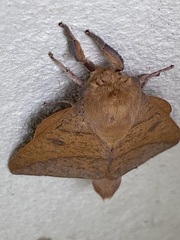 Adeloneivaia apicalis