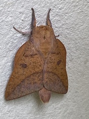 Adeloneivaia apicalis