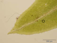 Fissidens serrulatus