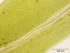 Fissidens serrulatus