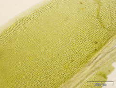 Fissidens serrulatus