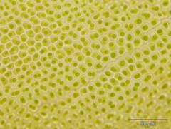 Fissidens serrulatus